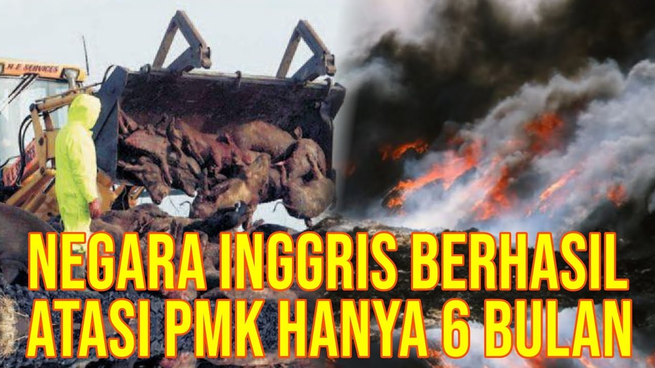 
                                 Cara-Inggris-Tangani-PMK-Sapi-Hanya-6-Bulan